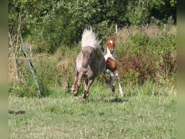 Poneys Shetland Étalon 1 Année 95 cm in Flensburg