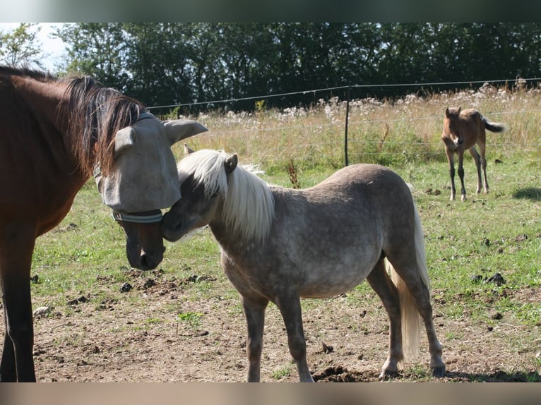 Poneys Shetland Étalon 1 Année 95 cm in Flensburg