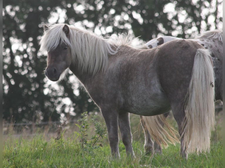 Poneys Shetland Étalon 1 Année 95 cm in Flensburg