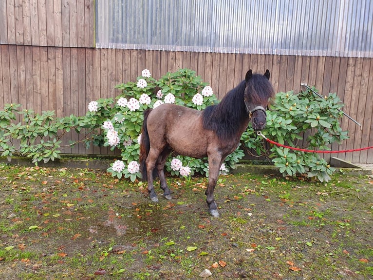 Poneys Shetland Étalon 1 Année 95 cm Noir in Lübbecke