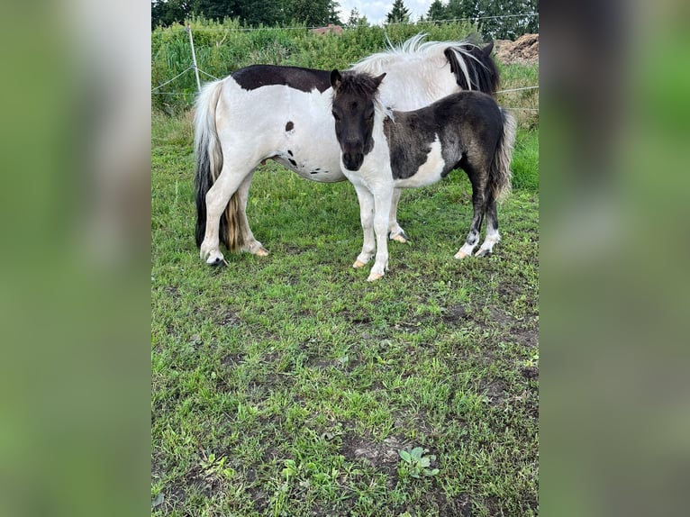 Poneys Shetland Étalon 1 Année 95 cm Pinto in Hamburg