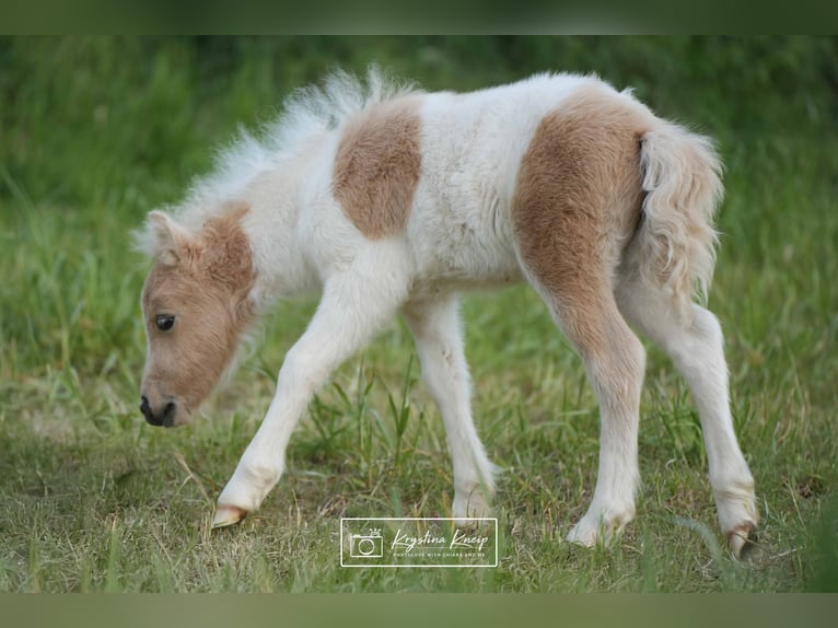 Poneys Shetland Étalon 1 Année 95 cm Pinto in Mülheim-Kärlich