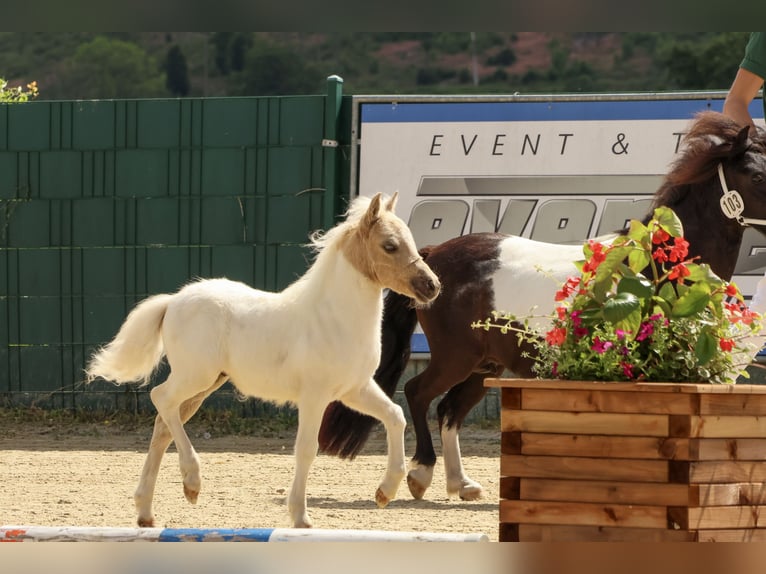 Poneys Shetland Étalon 1 Année 95 cm Pinto in Mülheim-Kärlich