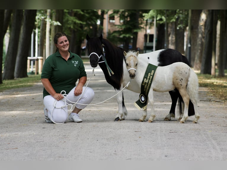 Poneys Shetland Étalon 1 Année 95 cm Pinto in Mülheim-Kärlich