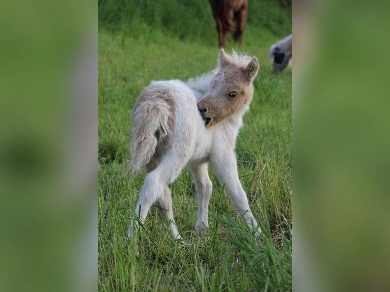 Poneys Shetland Étalon 1 Année 95 cm Pinto in Mülheim-Kärlich