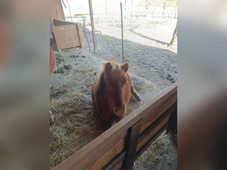 Poneys Shetland Étalon 1 Année 98 cm Alezan in Offenburg