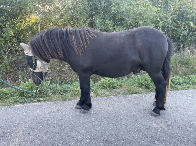 Poneys Shetland Étalon 1 Année 98 cm Noir in Neukirchen/Pleiße