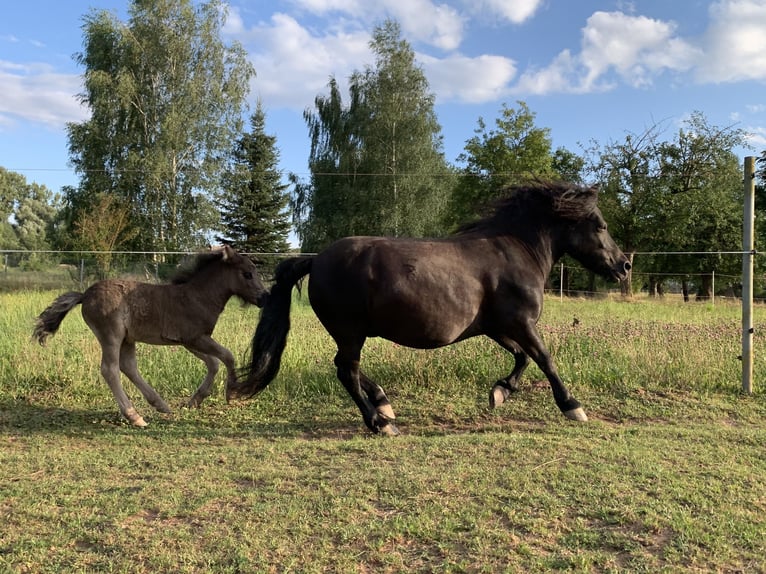 Poneys Shetland Étalon 1 Année 98 cm Noir in Neukirchen/Pleiße