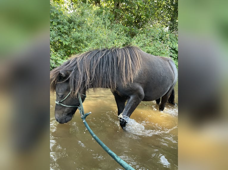 Poneys Shetland Étalon 1 Année 98 cm Noir in Neukirchen/Pleiße