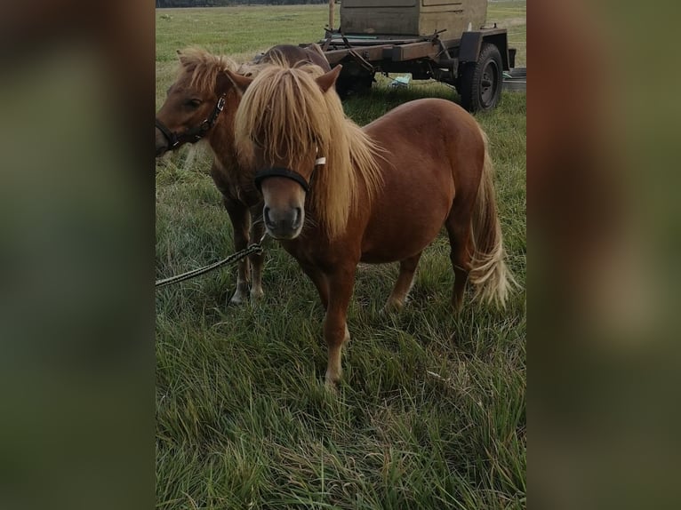 Poneys Shetland Étalon 1 Année Alezan in Wittichenau