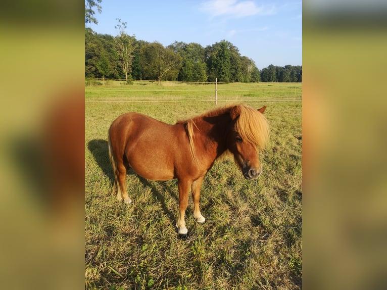 Poneys Shetland Étalon 1 Année Alezan in Wittichenau