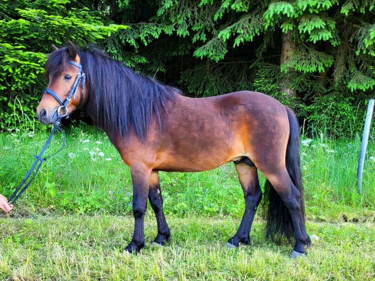 Poneys Shetland Étalon 1 Année Bai in Sankt Georgen, Chiemgau