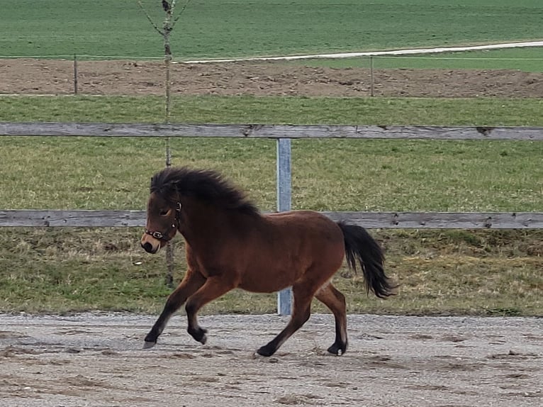 Poneys Shetland Étalon 1 Année Bai in Sankt Georgen, Chiemgau
