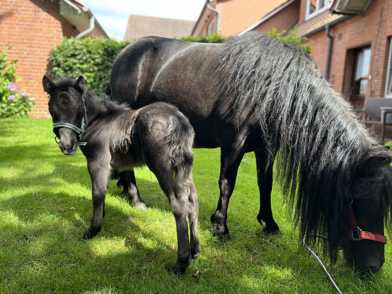 Poneys Shetland Étalon 1 Année in Steinfeld (Oldenburg)