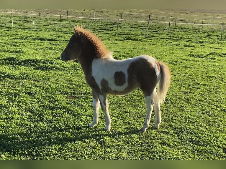 Poneys Shetland Étalon 1 Année in Garancieres en Beauce