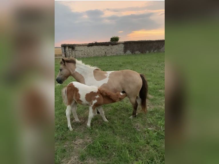 Poneys Shetland Étalon 1 Année in Garancieres en Beauce