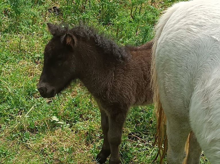 Poneys Shetland Étalon 1 Année Noir in Kiel