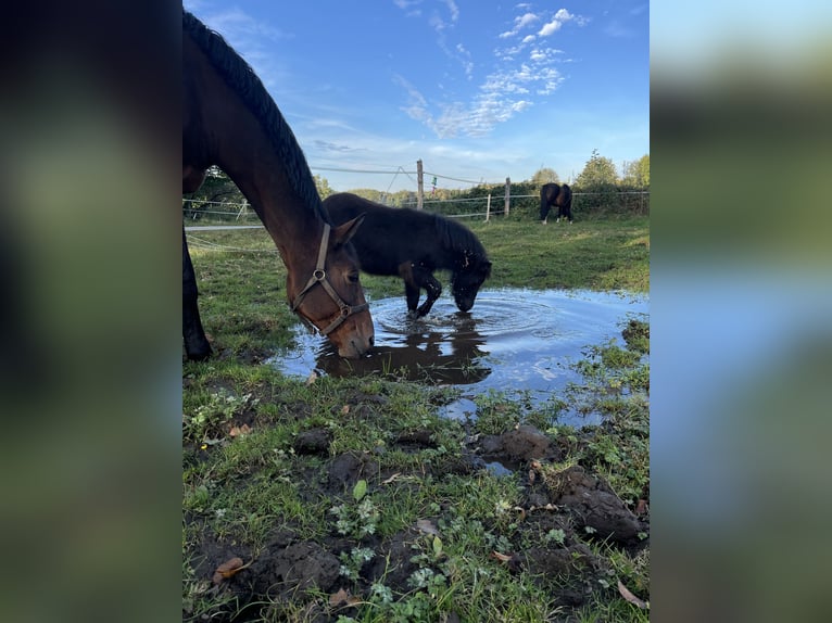 Poneys Shetland Étalon 1 Année Noir in Steinfeld (Oldenburg)