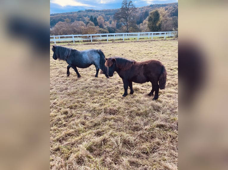 Poneys Shetland Étalon 1 Année Noir in Wächtersbach