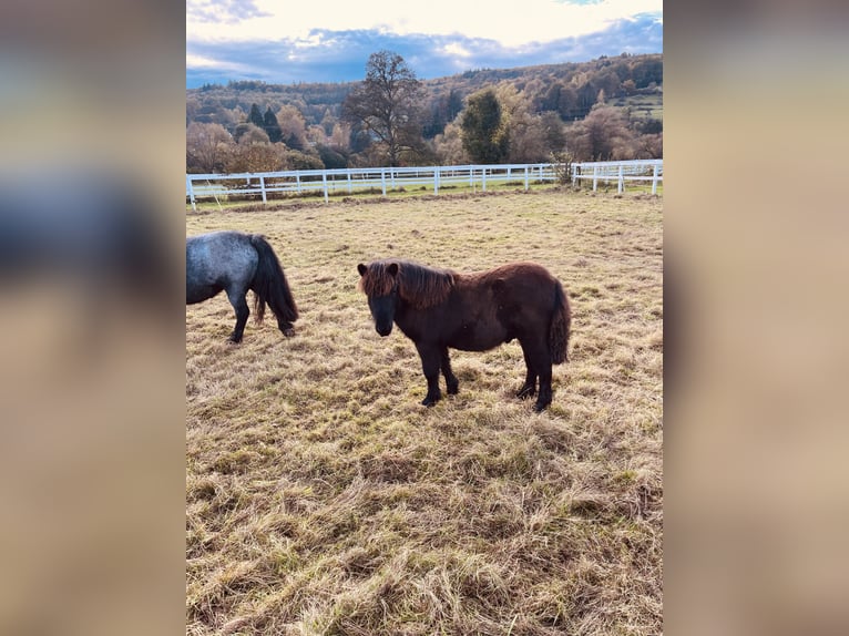 Poneys Shetland Étalon 1 Année Noir in Wächtersbach