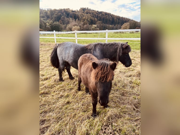 Poneys Shetland Étalon 1 Année Noir in Wächtersbach