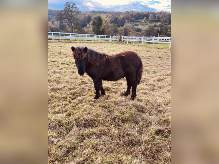 Poneys Shetland Étalon 1 Année Noir in Wächtersbach