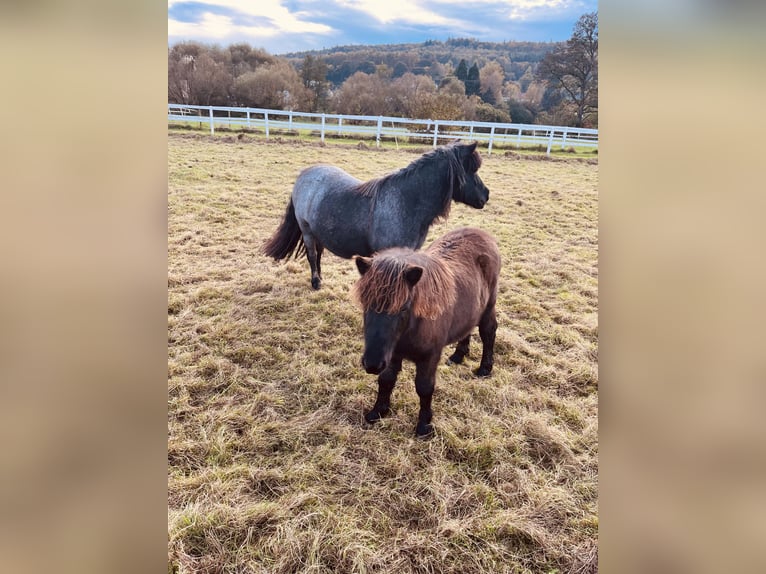 Poneys Shetland Étalon 1 Année Noir in Wächtersbach