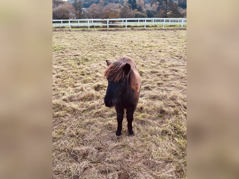 Poneys Shetland Étalon 1 Année Noir in Wächtersbach