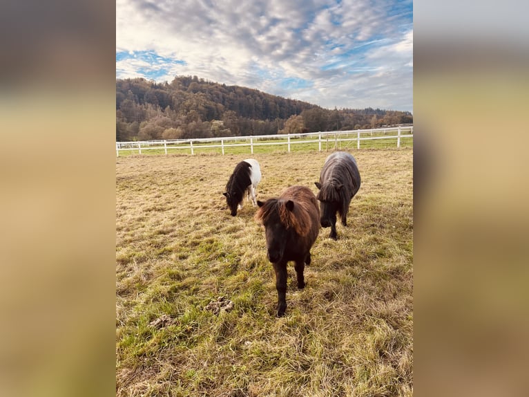 Poneys Shetland Étalon 1 Année Noir in Wächtersbach