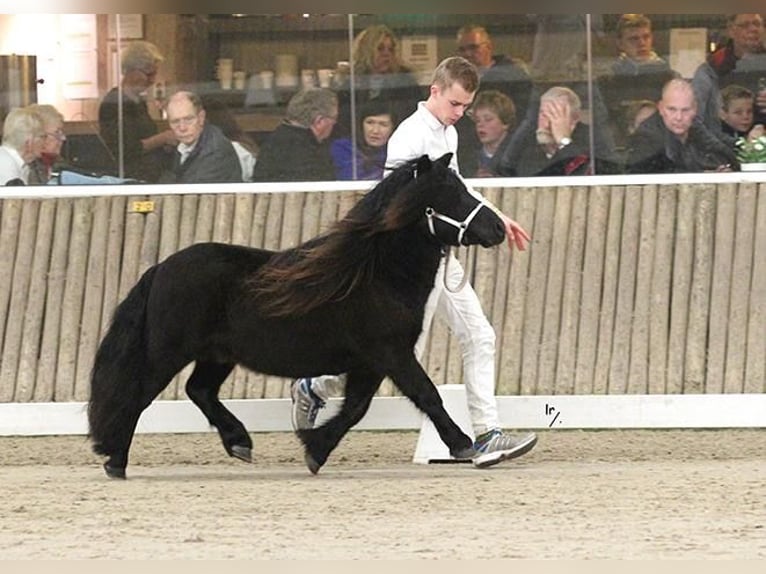 Poneys Shetland Étalon 1 Année Noir in Wächtersbach