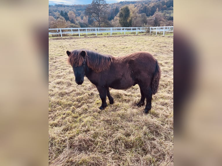 Poneys Shetland Étalon 1 Année Noir in Wächtersbach