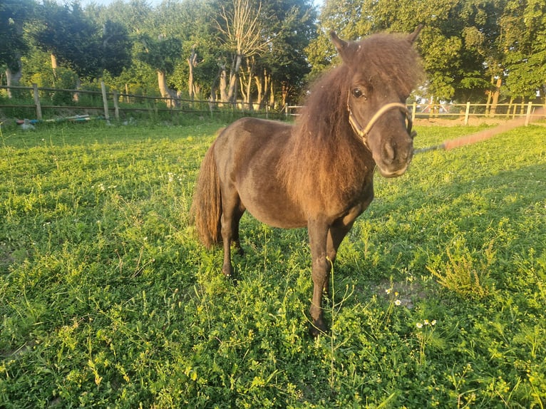 Poneys Shetland Étalon 1 Année Noir in Kortemark