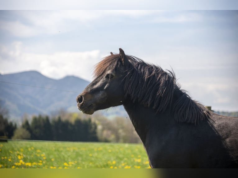 Poneys Shetland Étalon 21 Ans 110 cm Noir in Schlierbach