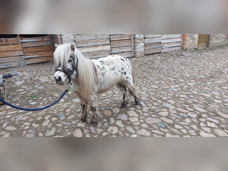 Poneys Shetland Étalon 2 Ans 100 cm  in Hörsingen