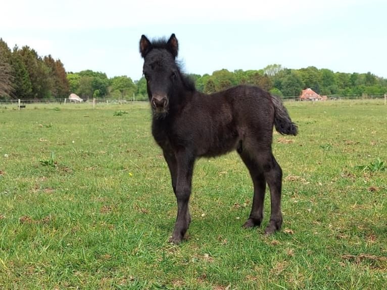 Poneys Shetland Étalon 2 Ans 101 cm Rouan Bleu in Eeserveen