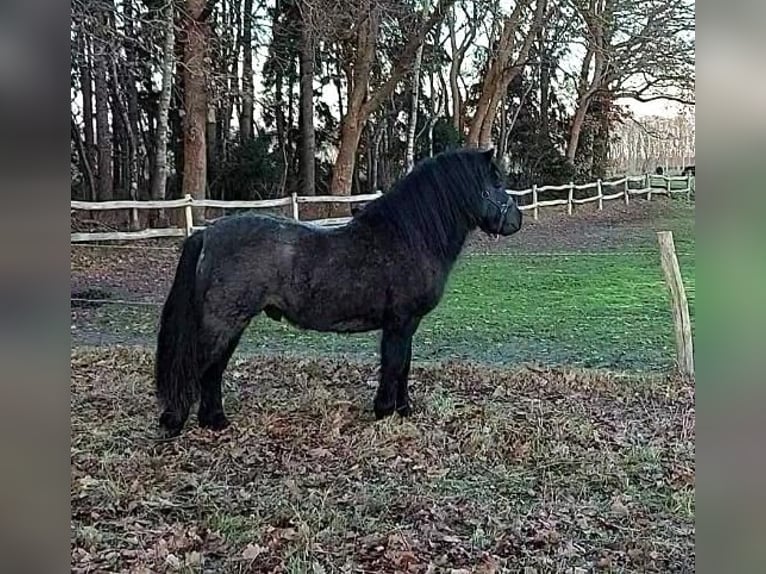 Poneys Shetland Étalon 2 Ans 101 cm Rouan Bleu in Eeserveen