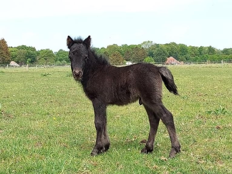 Poneys Shetland Étalon 2 Ans 101 cm Rouan Bleu in Eeserveen