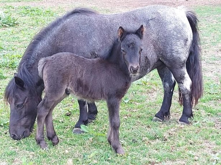 Poneys Shetland Étalon 2 Ans 101 cm Rouan Bleu in Eeserveen