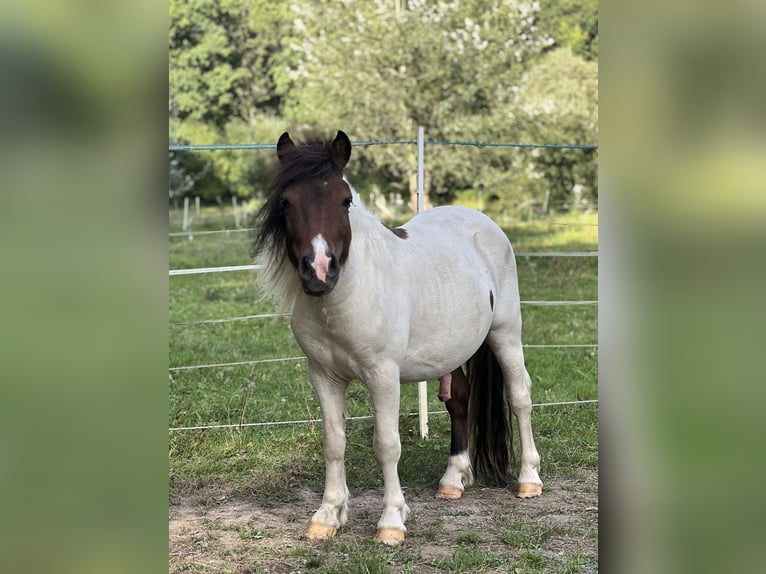 Poneys Shetland Étalon 2 Ans 103 cm Tobiano-toutes couleurs in Saint-Léger-en-Yvelines