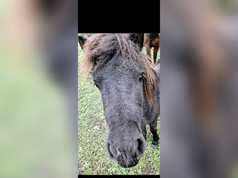 Poneys Shetland Étalon 2 Ans 105 cm in Elsterwerda