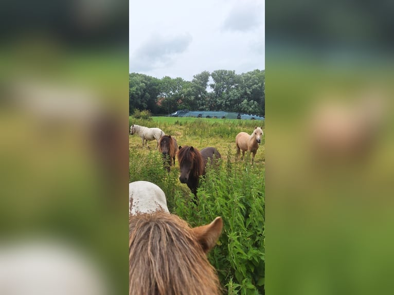 Poneys Shetland Étalon 2 Ans 105 cm Léopard in Misselwarden