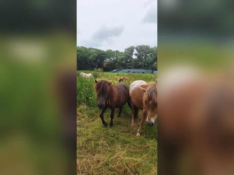 Poneys Shetland Étalon 2 Ans 105 cm Léopard in Misselwarden