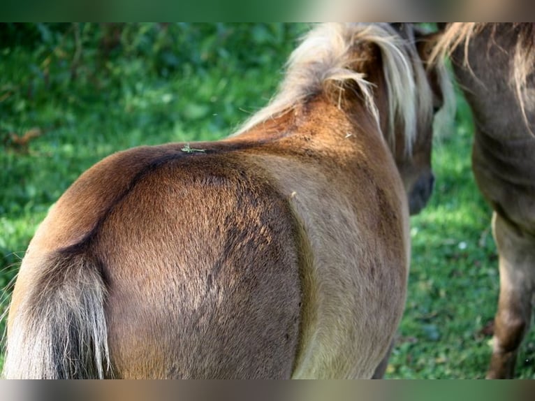 Poneys Shetland Étalon 2 Ans 105 cm Léopard in Misselwarden