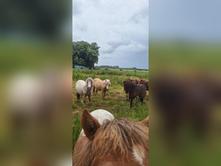 Poneys Shetland Étalon 2 Ans 105 cm Léopard in Misselwarden