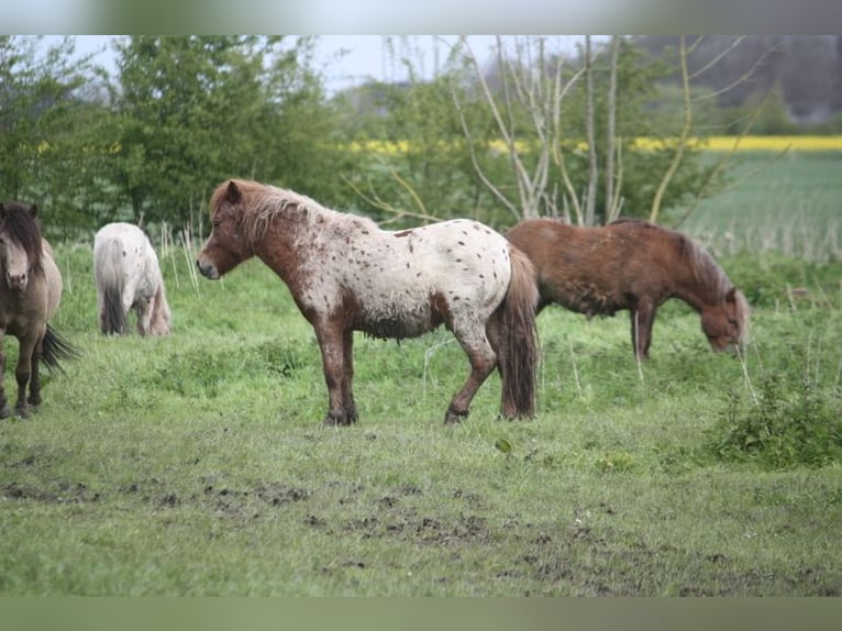 Poneys Shetland Étalon 2 Ans 105 cm Léopard in Misselwarden