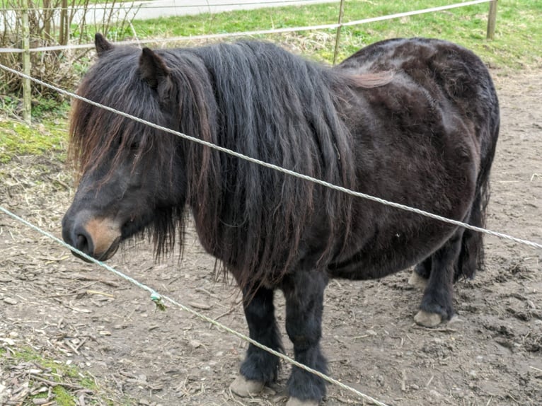 Poneys Shetland Étalon 2 Ans 105 cm Noir in Hürup OT Maasbüll