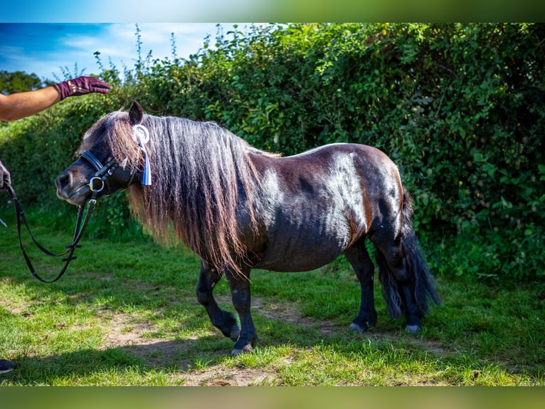 Poneys Shetland Étalon 2 Ans 105 cm Noir in Hürup OT Maasbüll