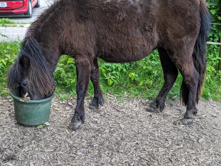 Poneys Shetland Étalon 2 Ans 105 cm Noir in Hürup OT Maasbüll