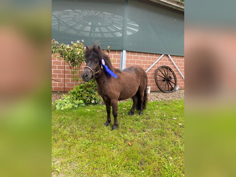 Poneys Shetland Étalon 2 Ans 105 cm Noir in Hürup OT Maasbüll