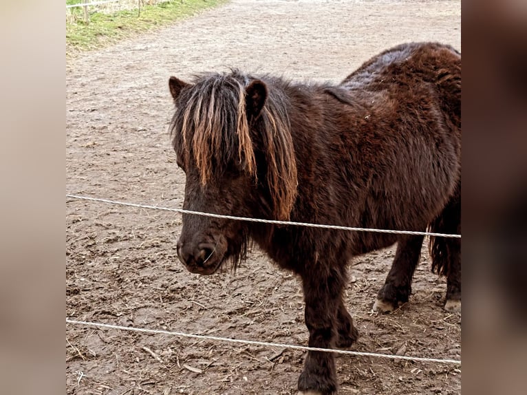 Poneys Shetland Étalon 2 Ans 105 cm Noir in Hürup OT Maasbüll